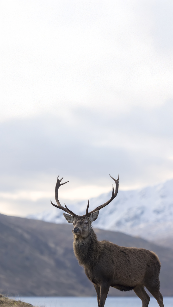 The Dalvey Sporran Flask